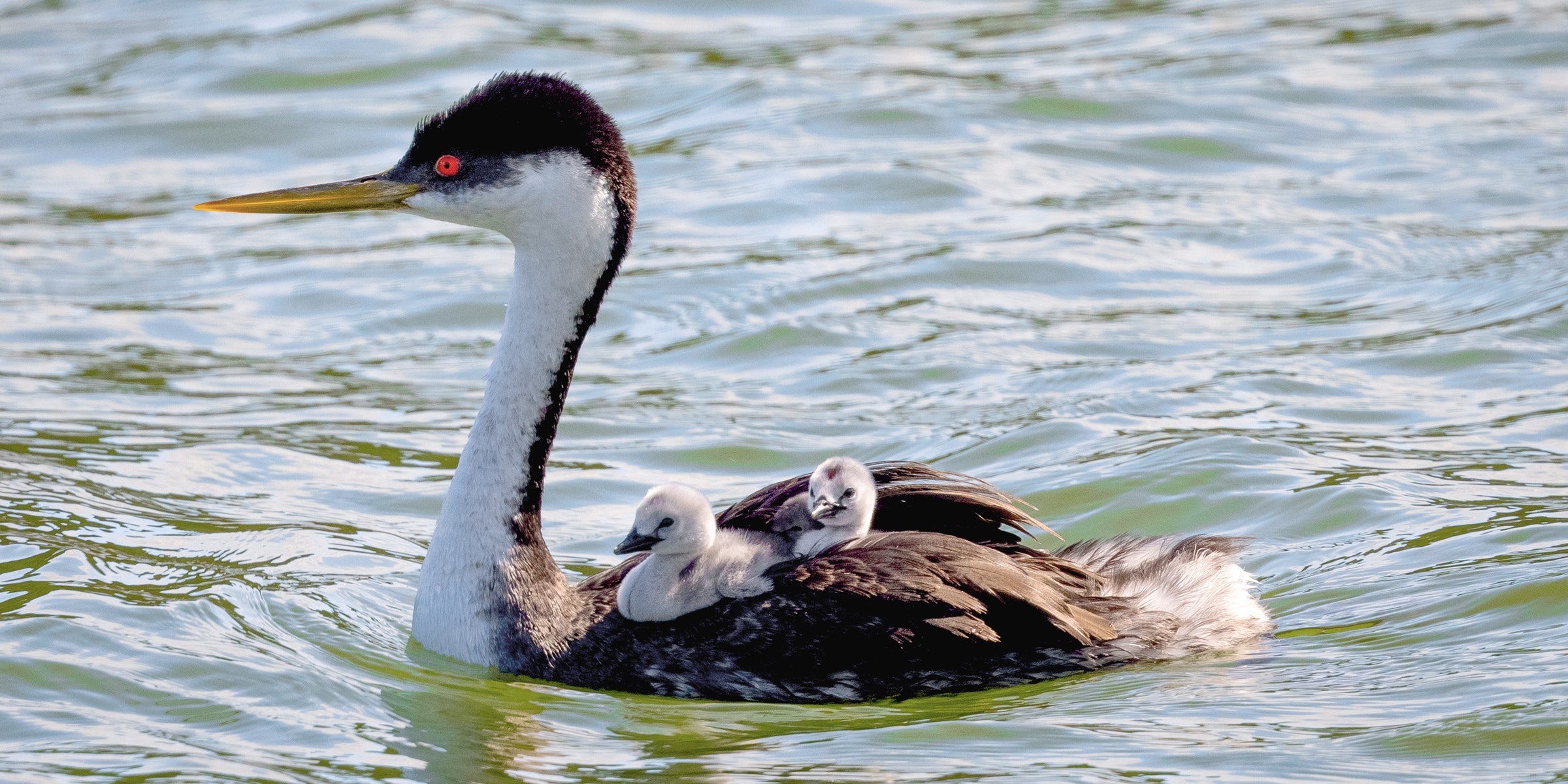 This AI Aids in the Real-Time Detection of Wildlife Health Issues.